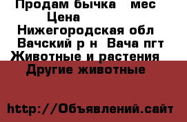 Продам бычка,5 мес › Цена ­ 17 000 - Нижегородская обл., Вачский р-н, Вача пгт Животные и растения » Другие животные   